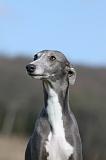 WHIPPET 382